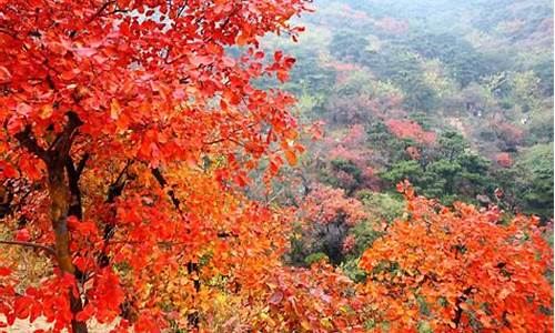 北京香山红叶最佳观赏期在几_北京香山红叶最佳观赏期