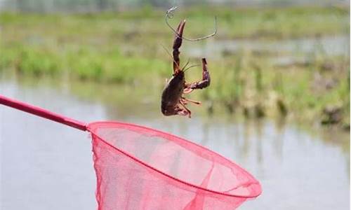 青龙湖钓鱼收费多少钱_青龙湖公园钓龙虾