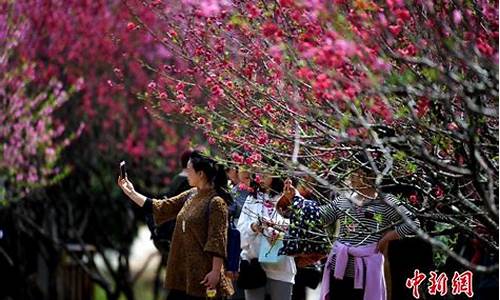 福州森林公园桃花_福州森林公园桃花开放时间最新消息